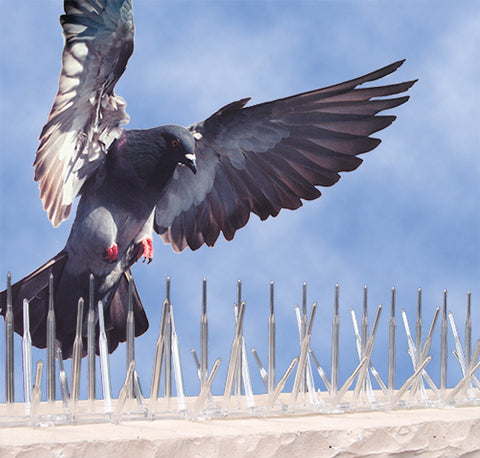 Bird Spikes